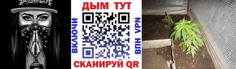 купить наркотик  Ершов  Шишки марихуана Amnesia 